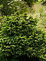 Picea abies Maria IMG_6690 Świerk pospolity